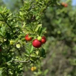 Large Acerola