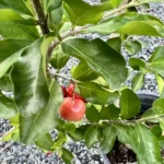 Large Acerola