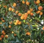 orange tree