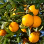 orange tree