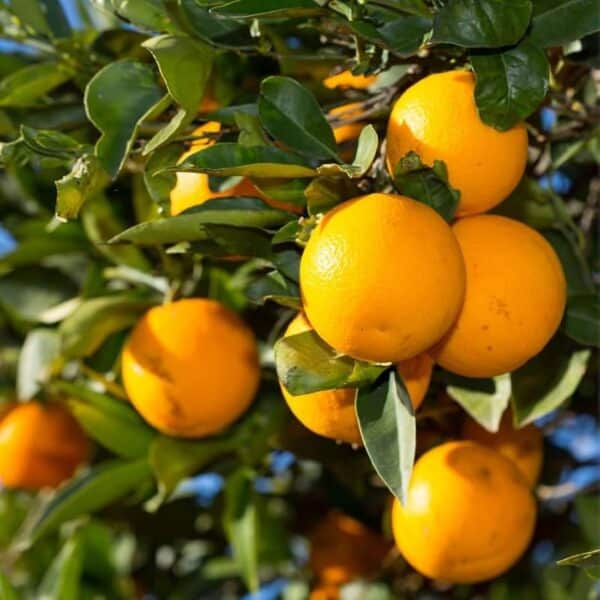 orange tree