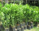 orange tree
