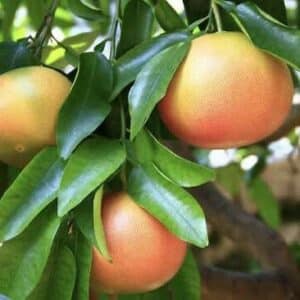 Pink Grapefruit tree