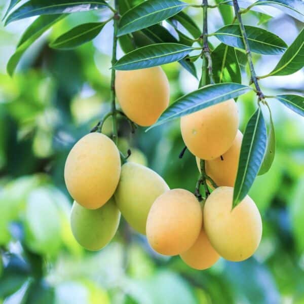 Mango tree