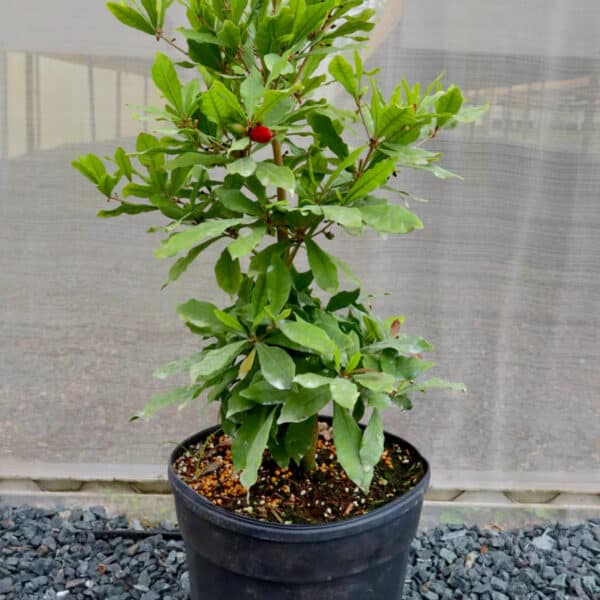 Exotic Flowering Miracle fruit