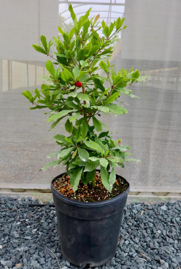 Exotic Flowering Miracle fruit