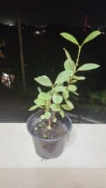 guava tree