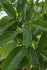 SOURSOP LEAVES