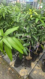 grafted mango