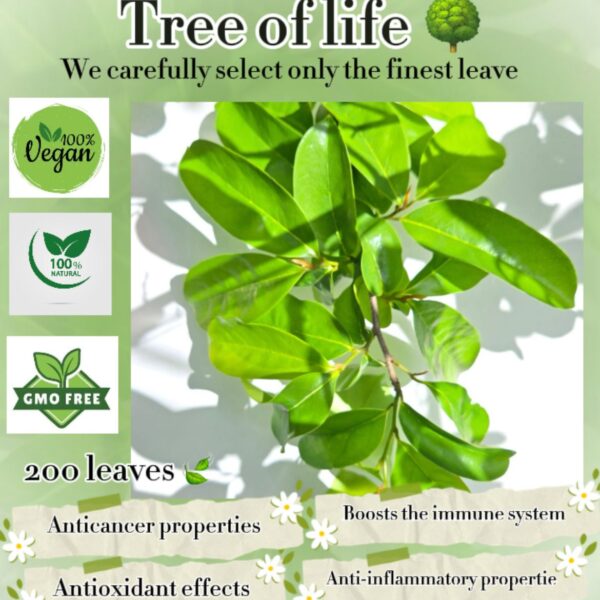 SOURSOP LEAVES