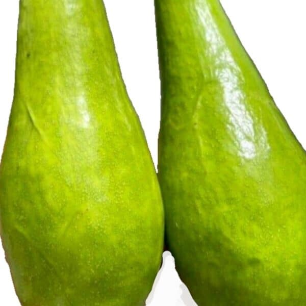 Grafted Avocado