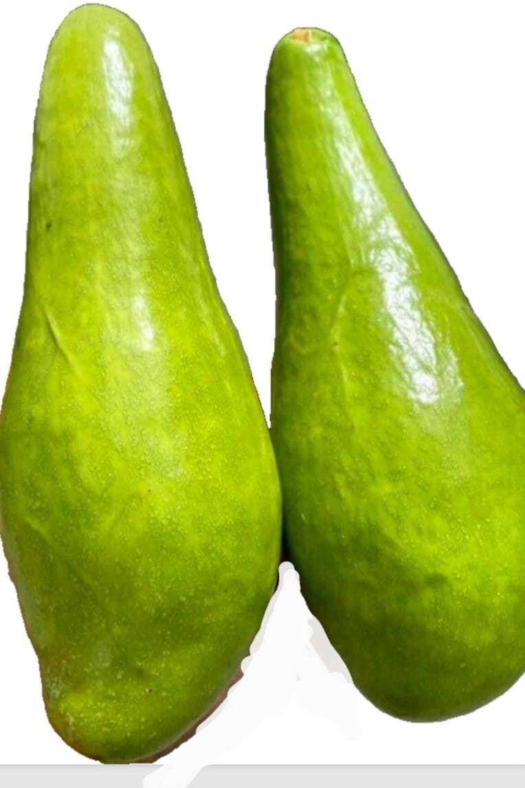Grafted Avocado