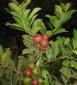 strawberry guava