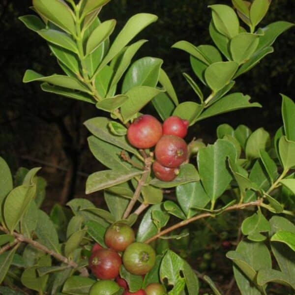 strawberry guava