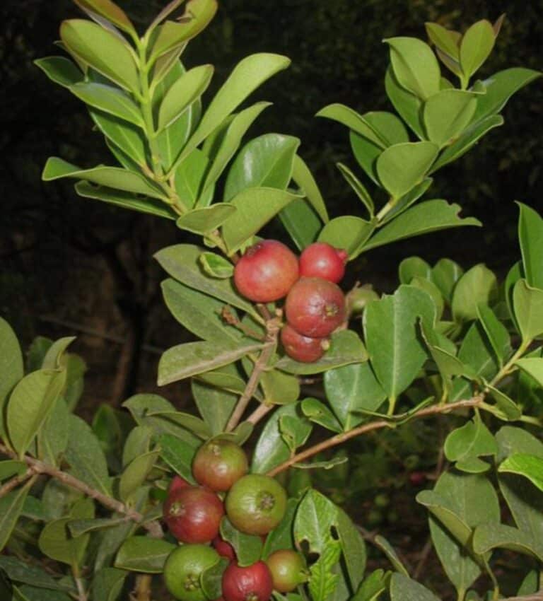 strawberry guava