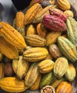 6 pods Cacao Fruit