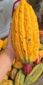 6 pods Cacao Fruit