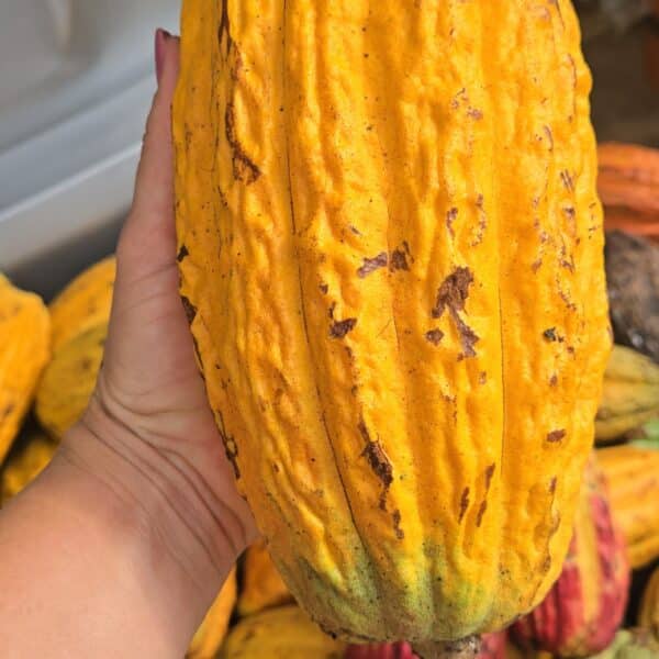6 pods Cacao Fruit