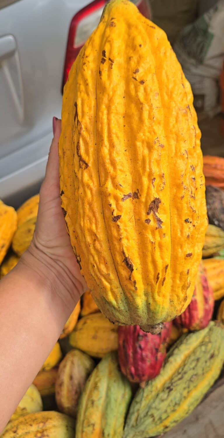 6 pods Cacao Fruit