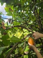 Cacao Tree