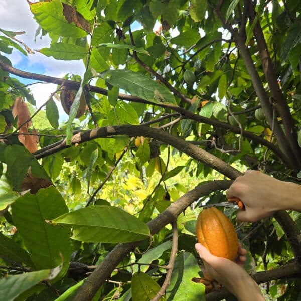 Cacao Tree