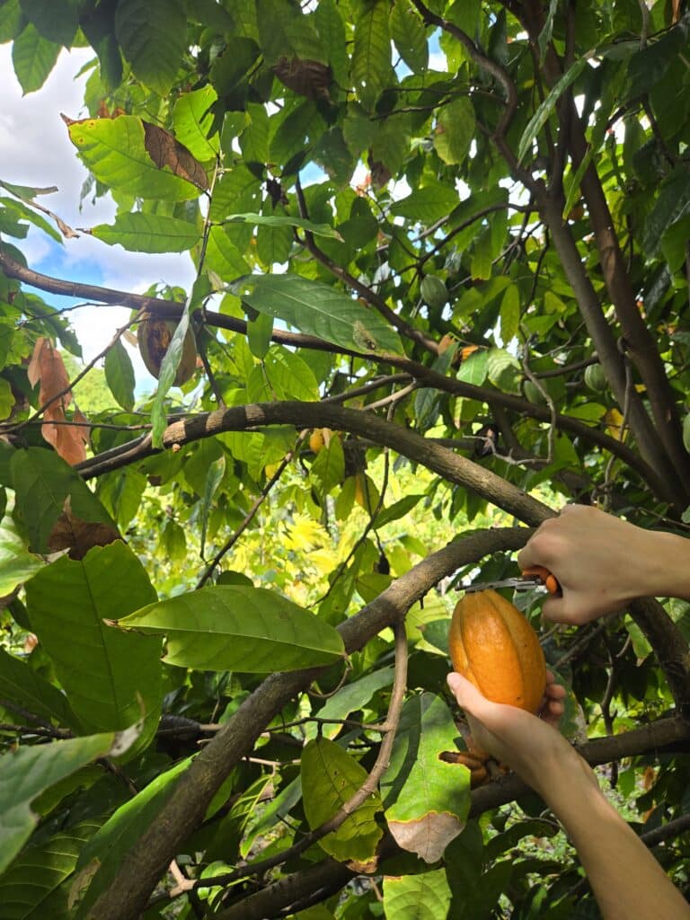 Cacao Tree