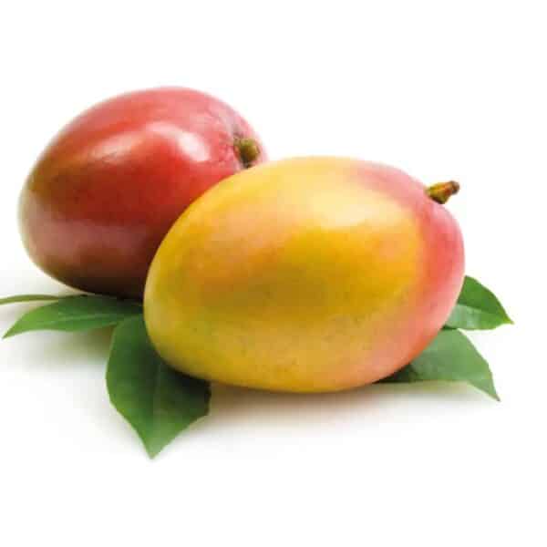 GRAFTED MANGO, Mangifera