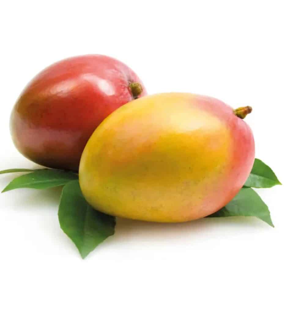 GRAFTED MANGO, Mangifera
