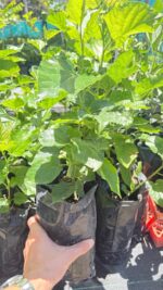 Mulberry Tree,