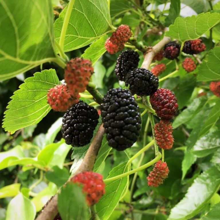 Mulberry Tree,