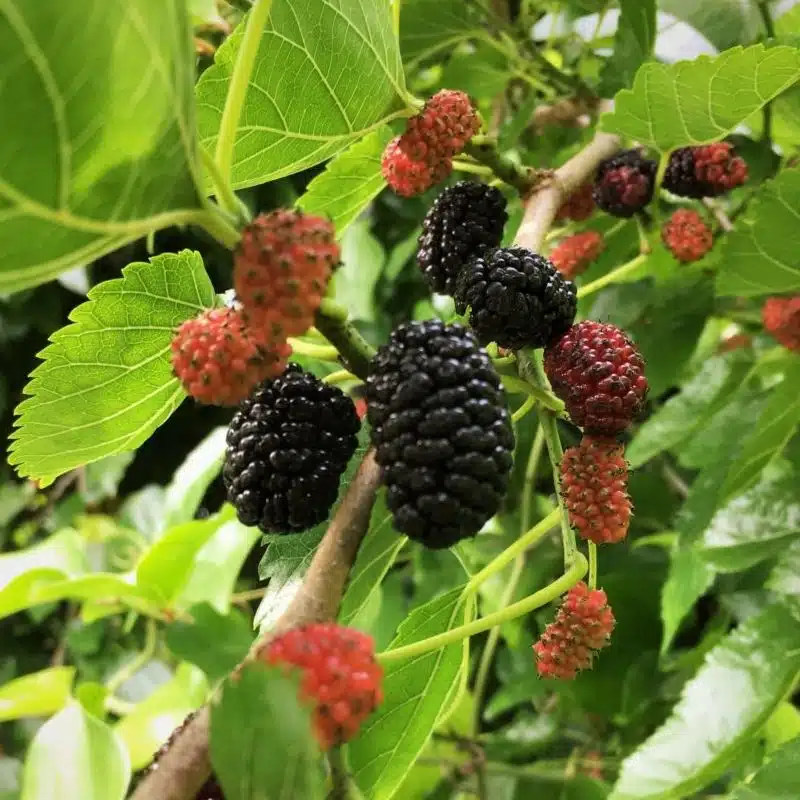 Mulberry Tree,