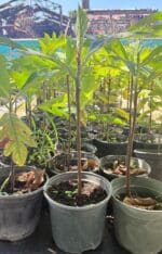 Breadfruit Tree