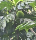 Breadfruit Tree