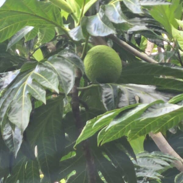Breadfruit Tree