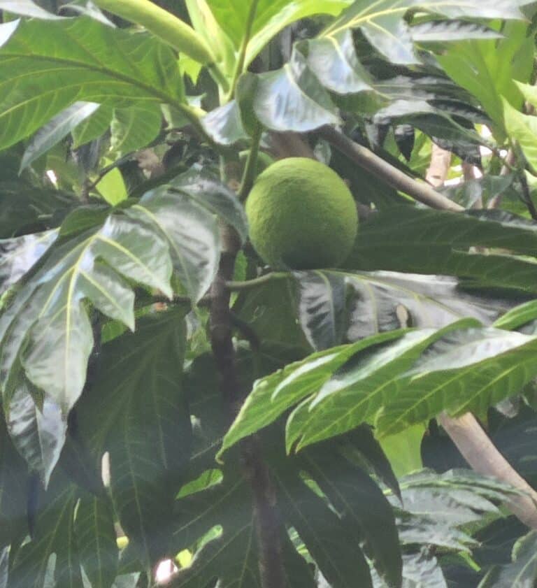 Breadfruit Tree