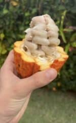 6 pods Cacao Fruit