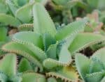 12 leafs Kalanchoe plants