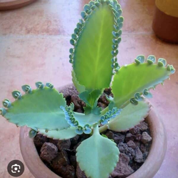 12 leafs Kalanchoe plants