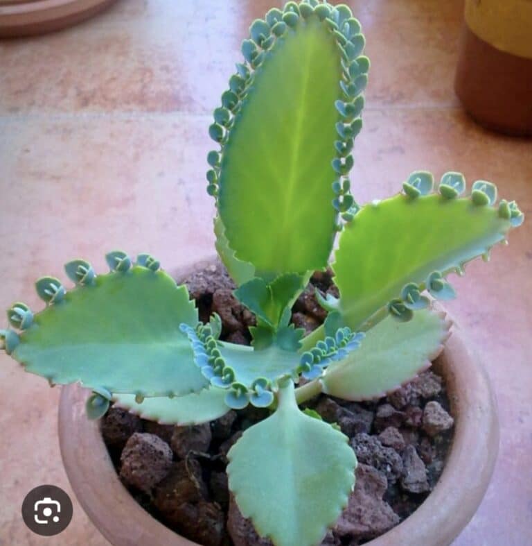12 leafs Kalanchoe plants