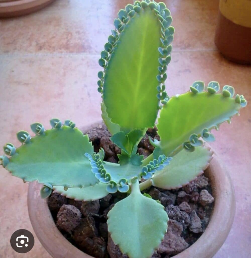 12 leafs Kalanchoe plants