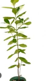 Bay Rum Plant, Malagueta