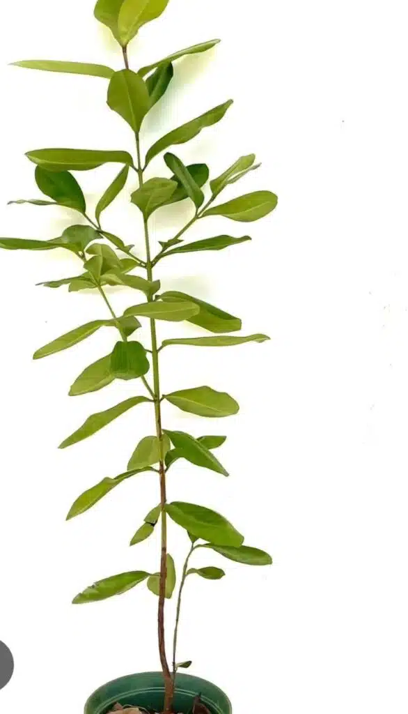 Bay Rum Plant, Malagueta