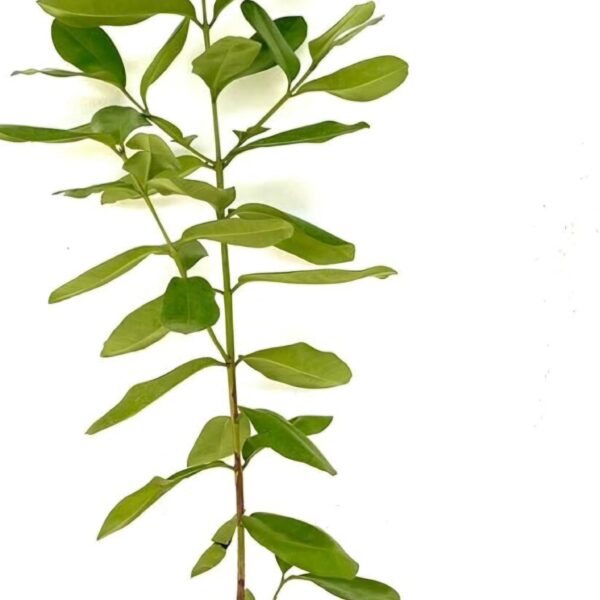 Bay Rum Plant, Malagueta