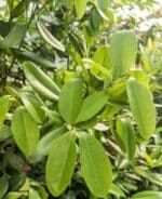 Bay Rum Plant