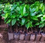 Cacao Tree