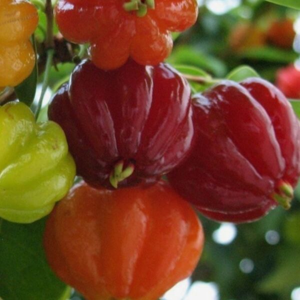 Pitanga Fruit Tree – Live Eugenia uniflora Plant, Spicy Large Surinam Cherry, 2-3 Feet, Red-Black Fruit / Free shipping and Priority Mail