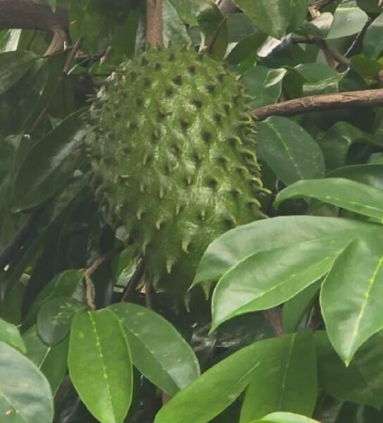 Two soursop trees / Graviola / Guanábana / Free shipping / Priority mail / USDA certified / Approx. 2 feet tall