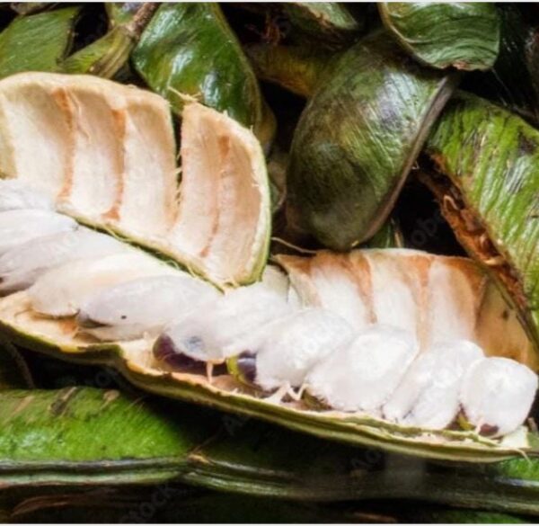 Ice Cream Bean Tree Inga /Live Guama Fruit Tree Approx. 1.5 @ 2 ft Tall Rare Tropical Plant/ Free shipping and priority mail